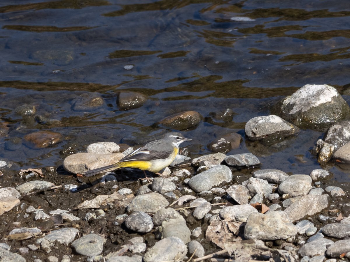 PhotoWalkman tweet media