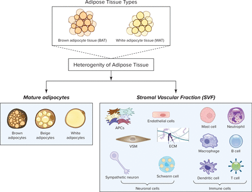 Physiology (APS Journal) tweet media
