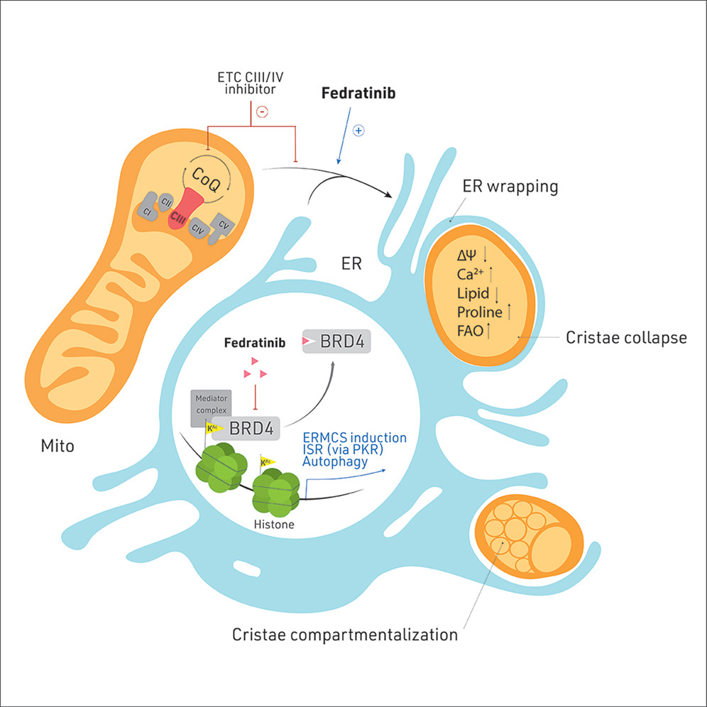 EpigenomeTech's tweet image. Epigenetics Update - BRD4-mediated ER membrane contact creates functionally distinct mitochondrial subtypes
bit.ly/4kxXPSa

Costas A. Lyssiotis and Yatrik M. Shah in Mol Cell

#Epigenetics #BRD4 #Mitochondria
---

Discover the breakthrough at epigenometech.com