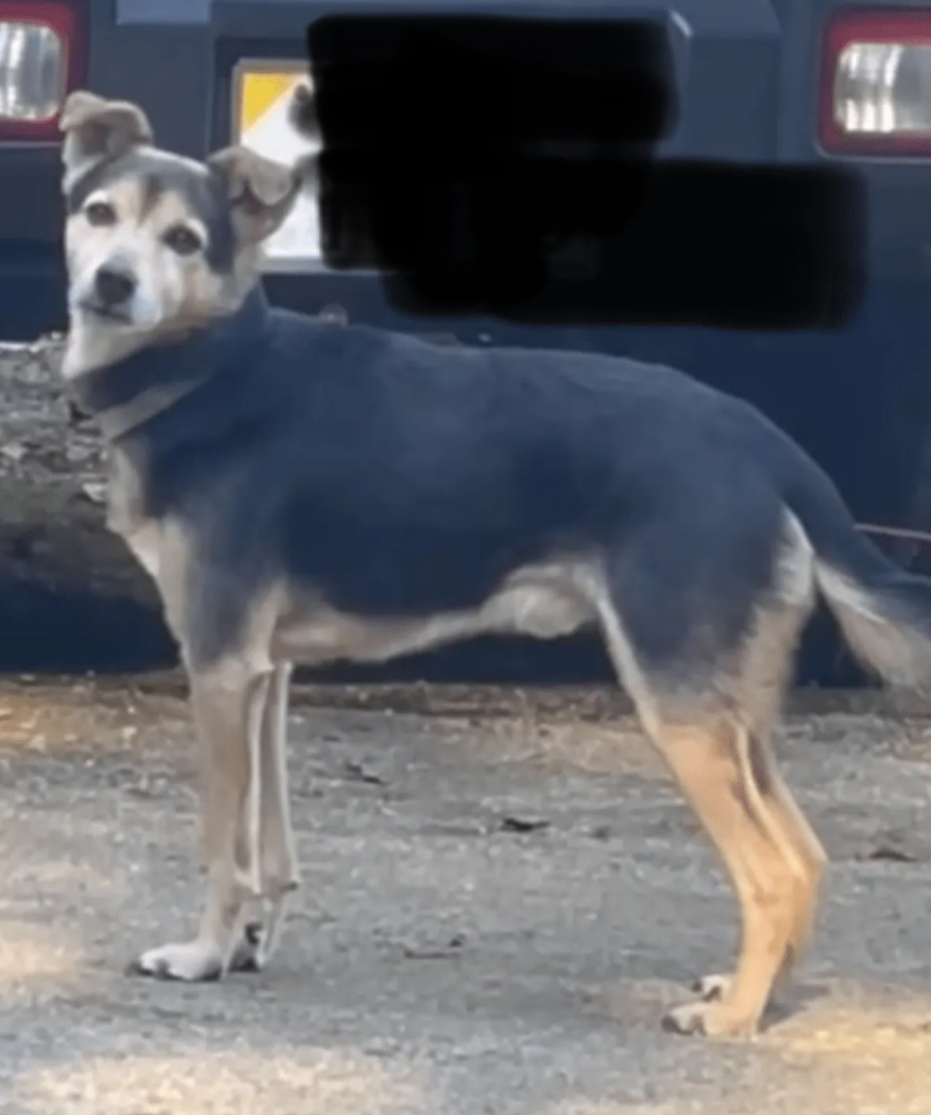 🚨#佐賀県迷子犬 #佐賀市 #目撃情報お願いします
2026/1/20🗾佐賀県 佐賀市富士町~
黒と茶色の雑種犬 黒い犬 顔,足は茶色 垂れ耳♂クロちゃん
目撃された方は🔽掲示板,警察にご連絡,保護依頼を🙇‍♀️
#迷い犬 #迷子犬 lostpet.jp/49327