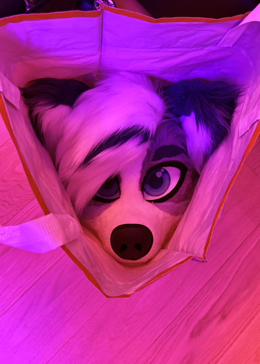 Koko 🐾 | 🔜 FWA, MP tweet media