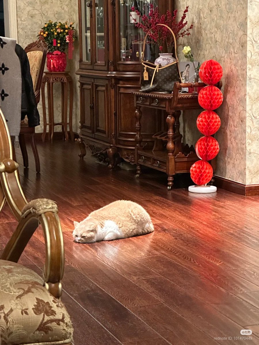 nocontextscats's tweet image. so tired