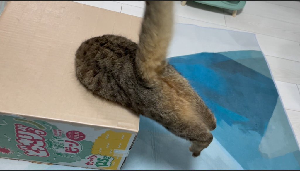 猫好きの理性が崩壊する要素が詰まりまくった1枚の写真がこちら