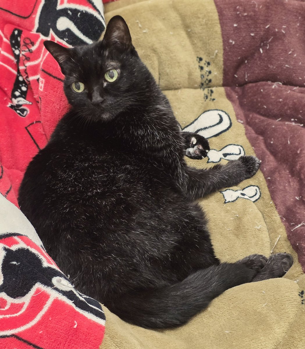 尼歐NIO ✒️✨✂️ tweet media