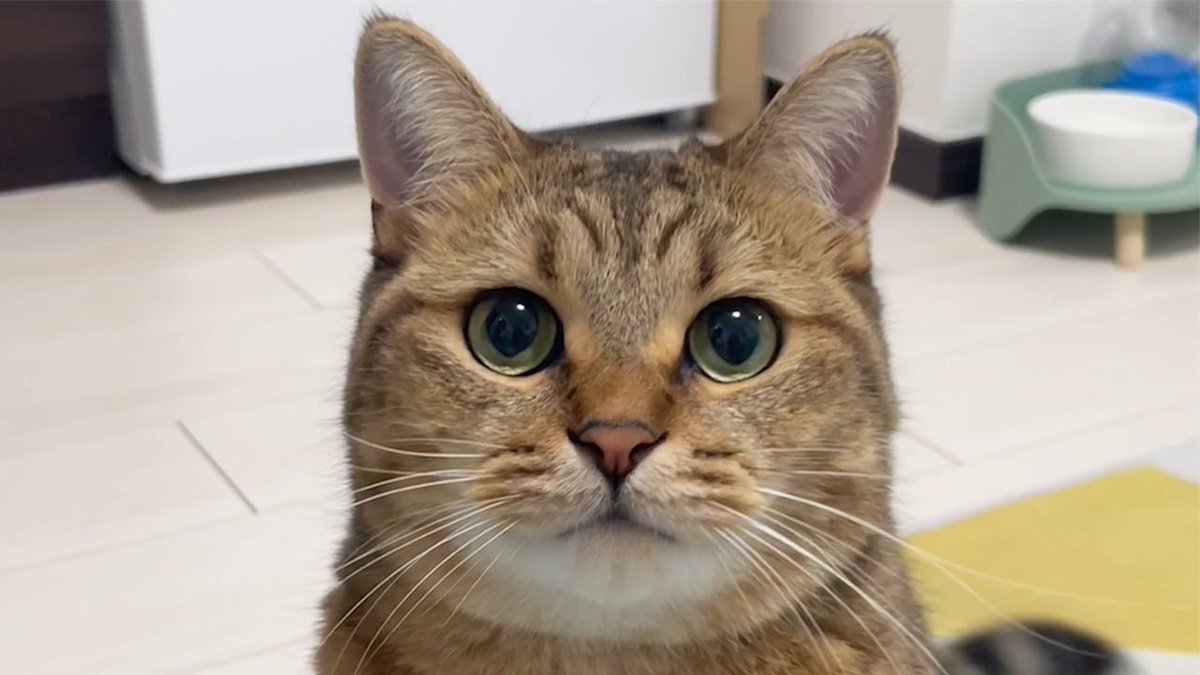 すいません、真正面から撮った猫の画像下さい。