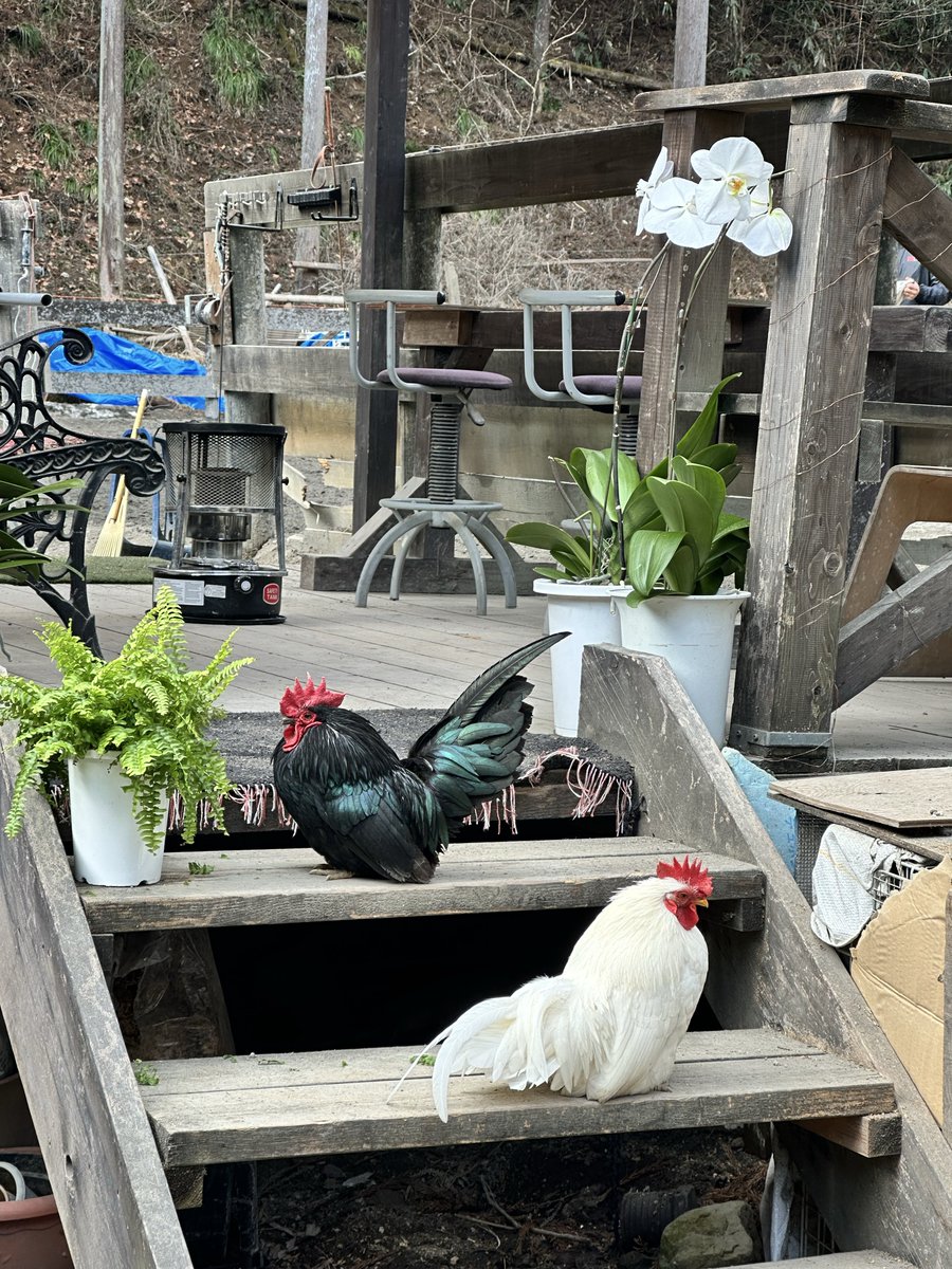 牧場の伊藤若冲してるチャボみて