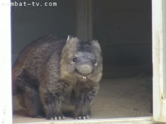 ちょうど2年前のワインさん🐻✨ ①｢むいっ！｣ #ウォンバット #五月山