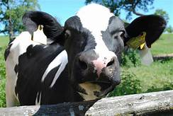 LKL Services tweet media