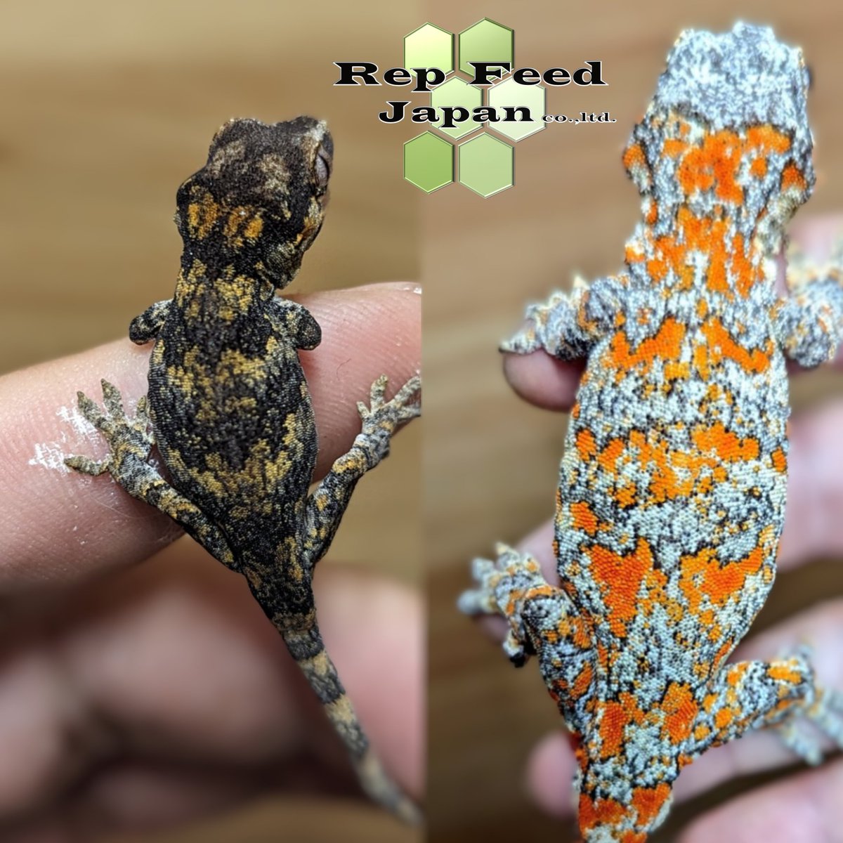 RepFeedJapan co., ltd tweet media