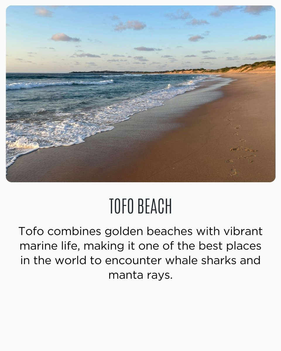 AfricanTravelCo's tweet photo. Mozambique’s beach regions each offer a unique coastal escape.

→ Save for later

#mozambique #travelwithatc #africantravelconcept #atc https://t.co/sJtUufnaBu