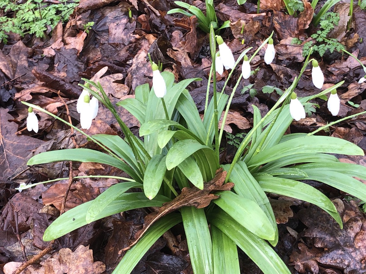 Onze oprijlaan is weer mooi omlijst. O.a. met sneeuwklokjes.