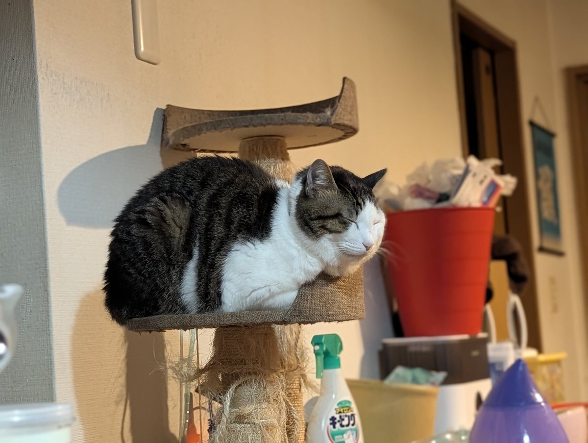 Post by だいちゃん on X: モッフリ眠り猫…