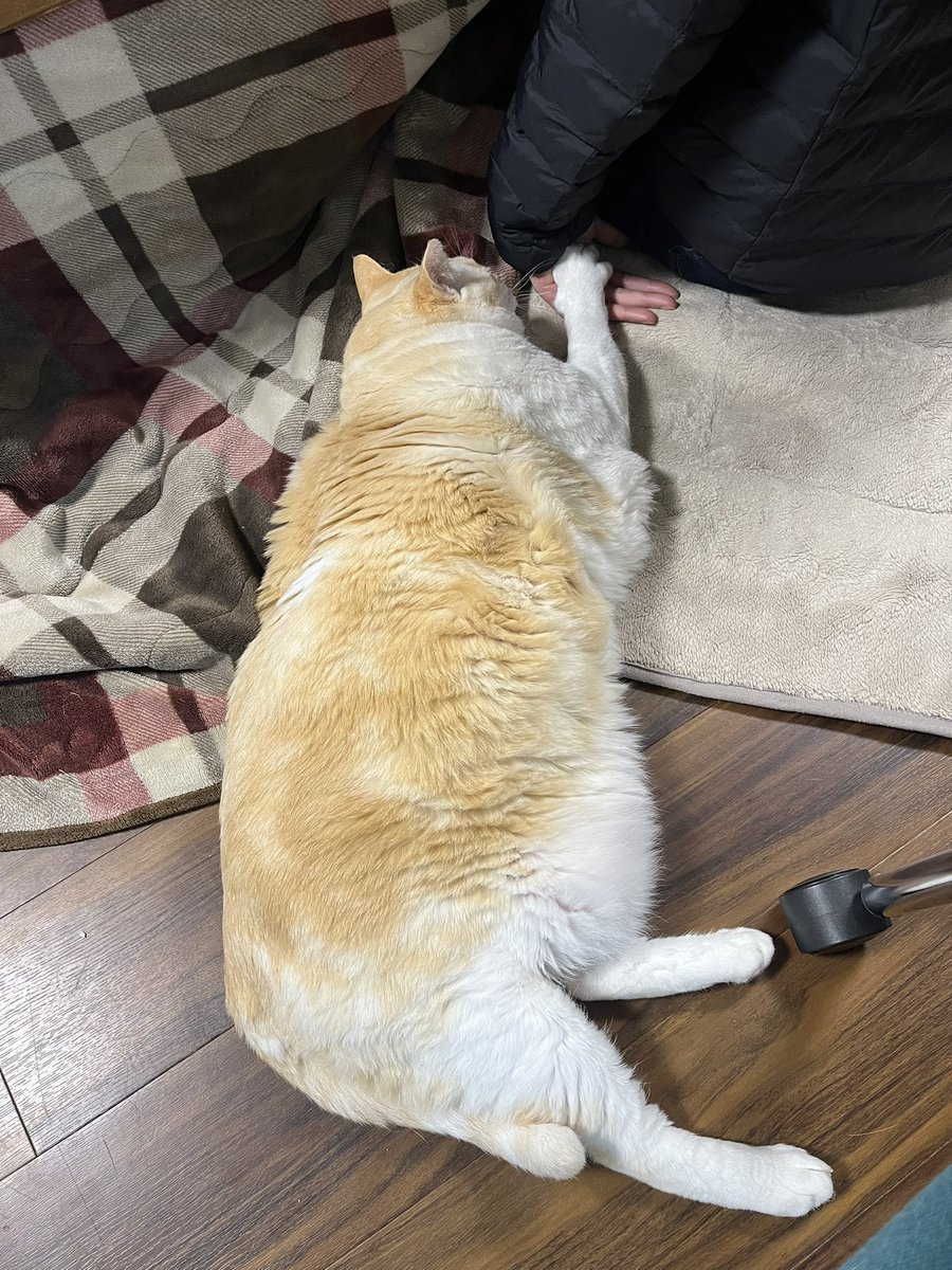 Post by にゃんちゃんるーむ on X: スッ🫴🐾