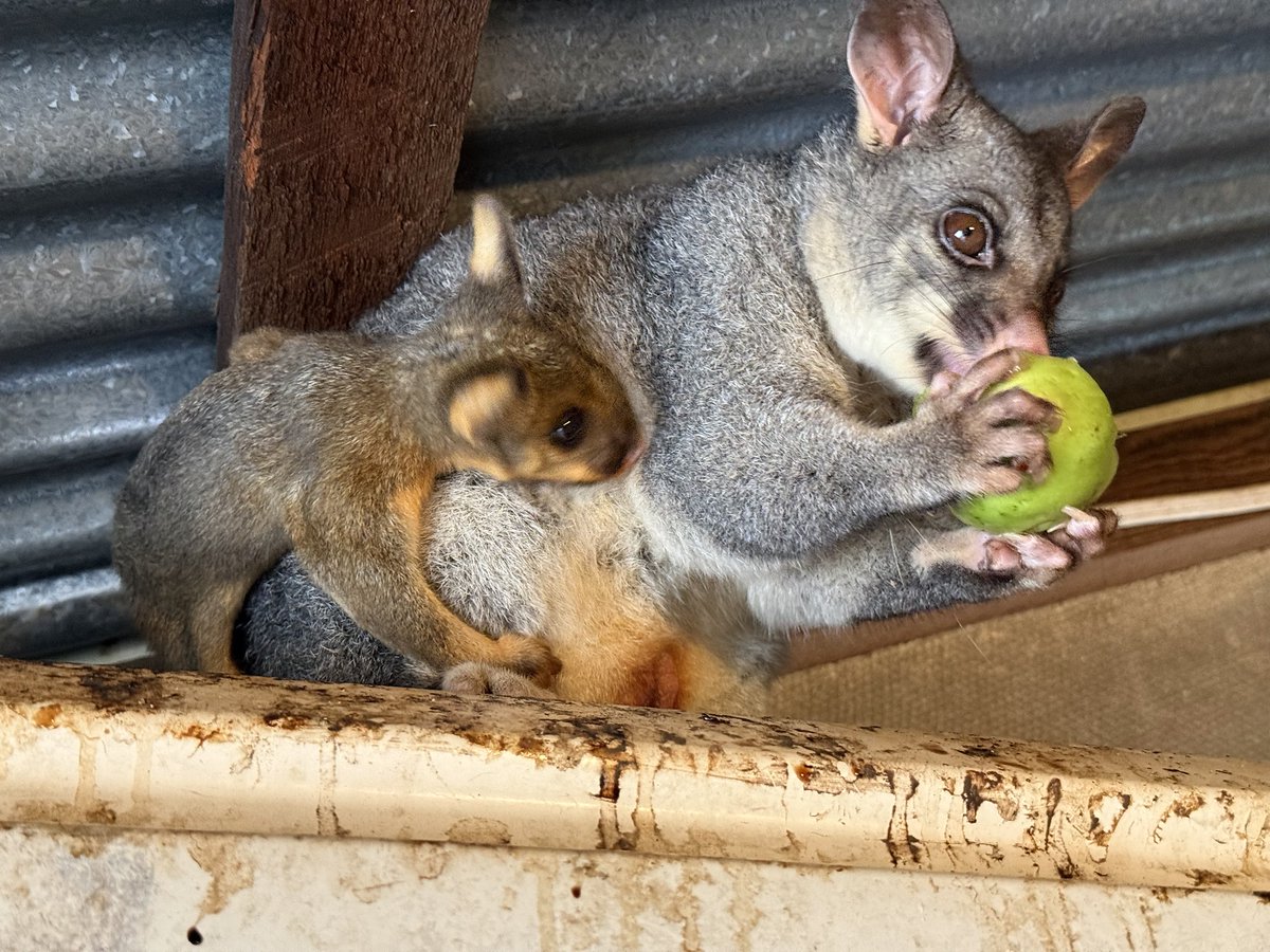 prleeds's tweet photo. @PenelopeIngle Our poss eats her apples with both hands.  Bonus new bub. https://t.co/JdXzKQcS5O