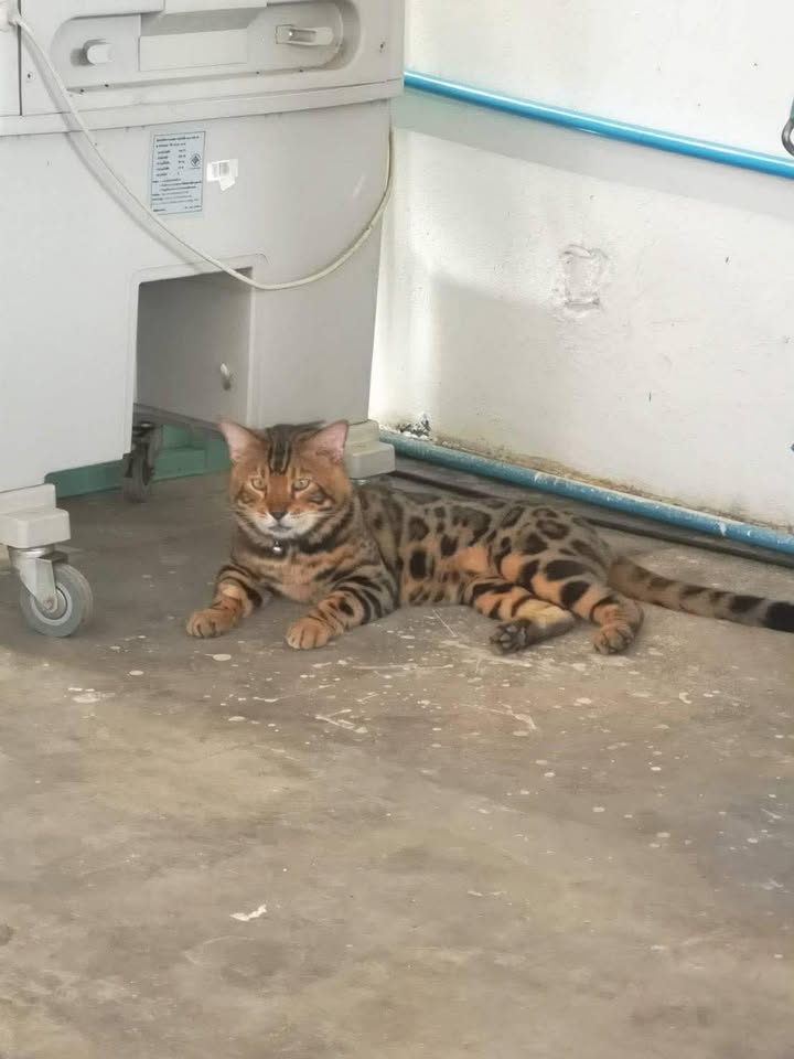 🏡 หาบ้านให้น้องแมว 🏡 (ฝากประกาศ)
ขออนุญาตประกาศหาบ้าน ให้น้องเบงกอล
”หล่อ อินดี้ สปอร์ต นนทบุรี“
อายุ 10 ขวบ + (ทำหมันแล้ว)
พิกัด : นนทบุรี
ผมชื่อไดม่อน เพศผู้ 
ดุกับแมวไม่ดุกับคน  ไม่ค่อยยอมให้อุ้ม  
เลี้ยงระบบปิดในบ้านมาตลอด
เวลาหิวจะร้องเรียก กินไก่ต้มบดผสมอาหารซอง