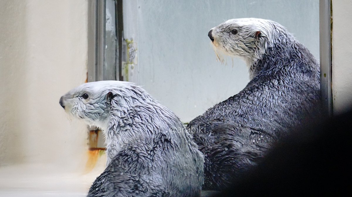 Wクルッ #メイちゃん #キラちゃん #鳥羽水族館 #ラッコ