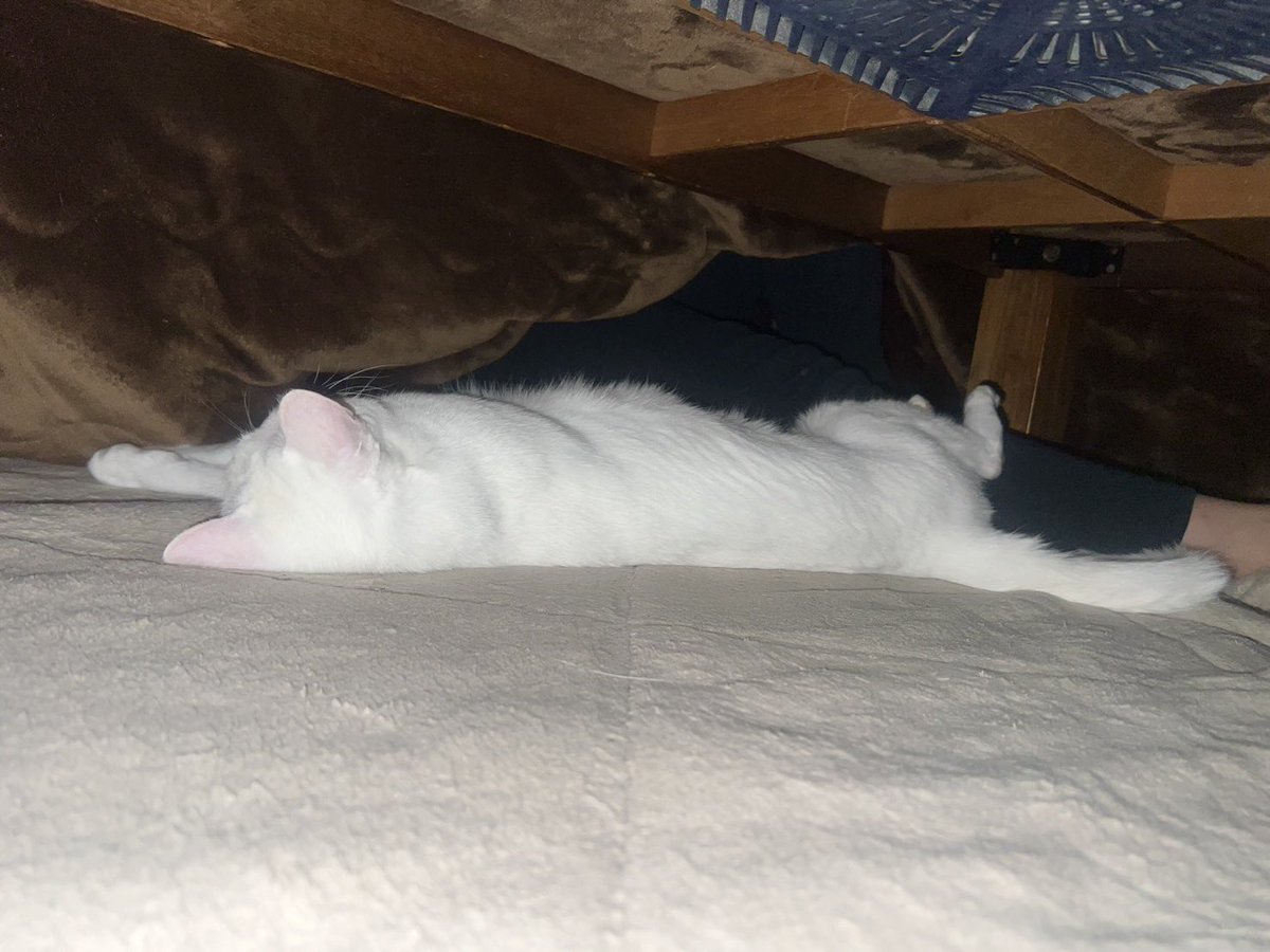 ホカホカになると耳がピンクになります🩷