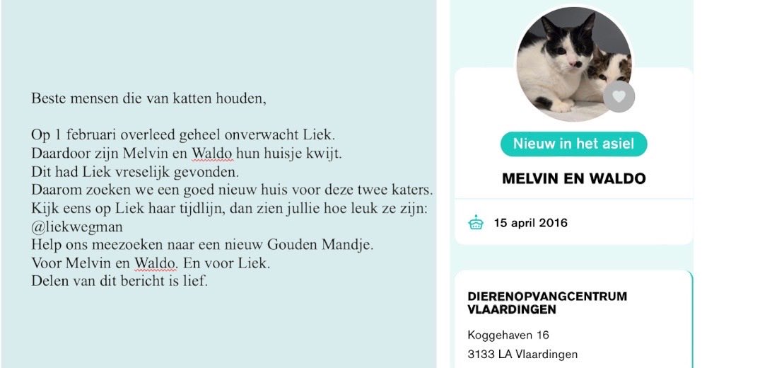 Rosie_burmilla's tweet photo. Lieve mensen op X. Het personeel van #MelvinenWaldo is onverwacht overleden en Melvin en Waldo zijn daardoor weer terug naar het asiel in Vlaardingen. Wie heeft een veilig en rustig plekje voor ze. 

Hier een extra link https://t.co/Stlqrc8Cla met meer uitleg, want ze hebben beiden een rugzakje (nierfalen, blaasgruis en schuwheid) en ze moeten echt bij elkaar blijven. 

Hier is ook een link met nog meer foto’s van Melvin en Waldo. @liekwegman