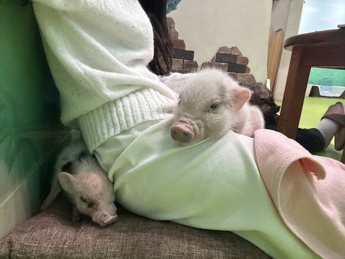 돼지카페 다녀옴