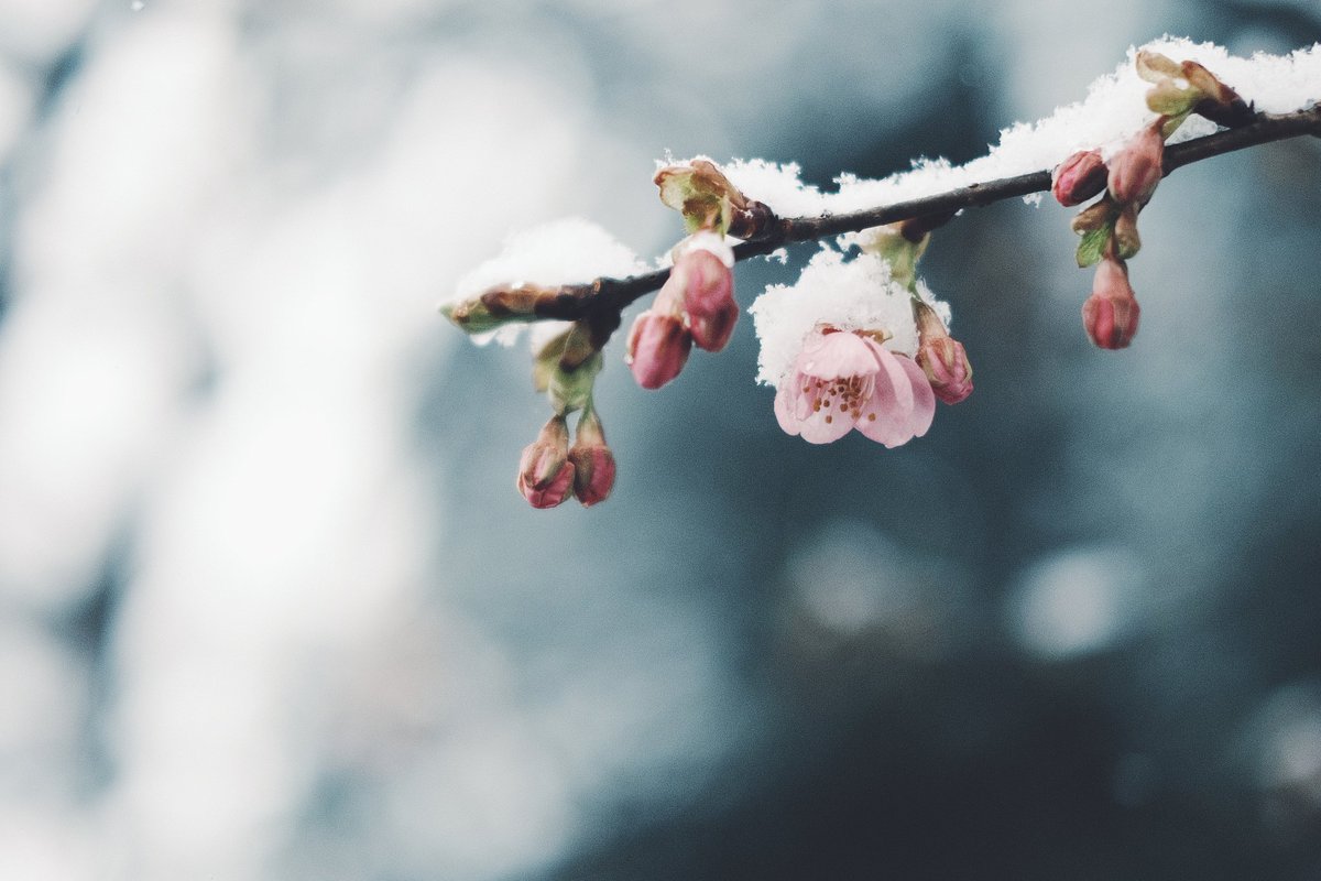 COCO_0309's tweet photo. 先日の雪と河津桜。
明日また寒いのか…。
#xe4 https://t.co/862J7gP2rN