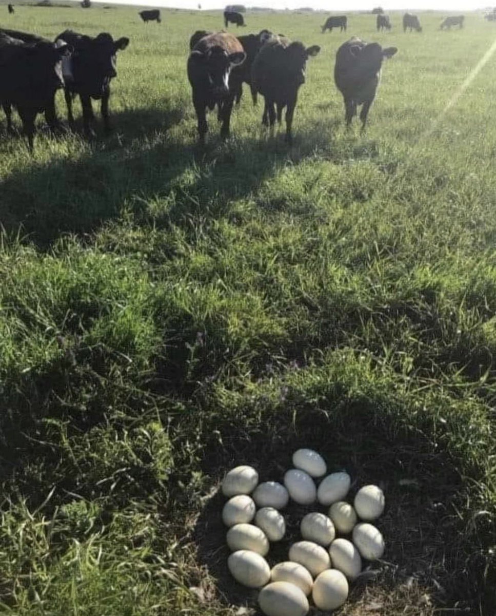 For all you city folks who have no idea where their food comes from, I snapped this pic in one of my pastures yesterday.

These are bovine eggs, and if we’re lucky, we won’t lose but 2 to coyotes. 

As you can see, the herd is already forming their natural defensive posture