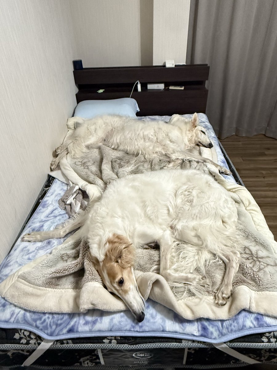 今日の主の寝床