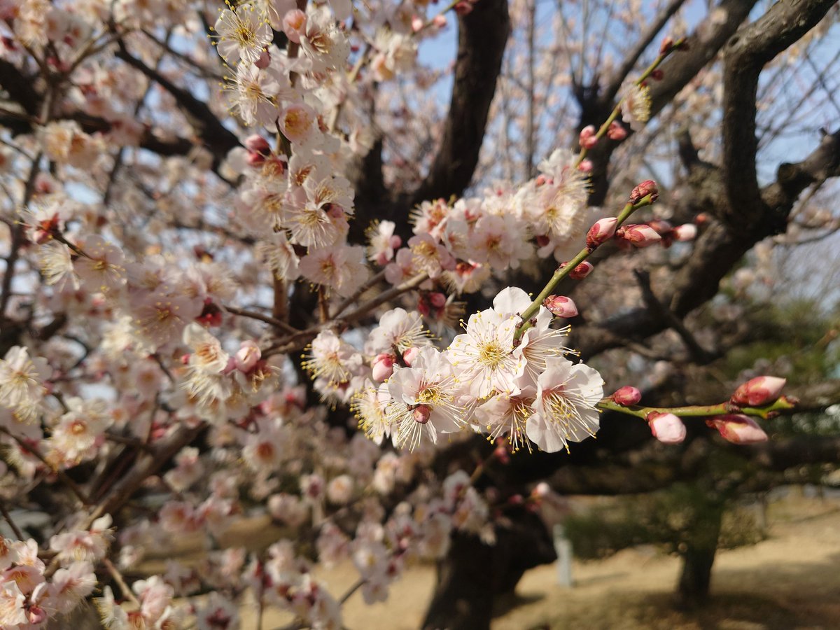 gavial24's tweet image. 良い春になりますように

というか
なる、する💛

#上村謙信