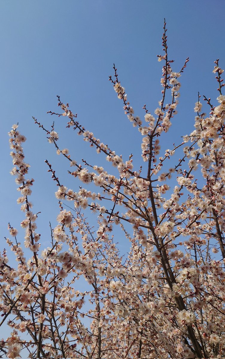 gavial24's tweet image. 良い春になりますように

というか
なる、する💛

#上村謙信