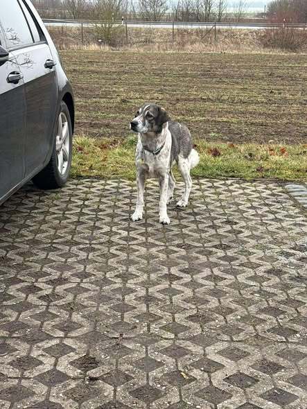 Kopie
56651 Niederzissen Autobahnparkplatz
Hund auf einen Parkplatz gefunden
Der Hund ist gesichert worden von der Polizei Remagen und falls jemand den Besitzer kennt bitte dahin wenden danke!