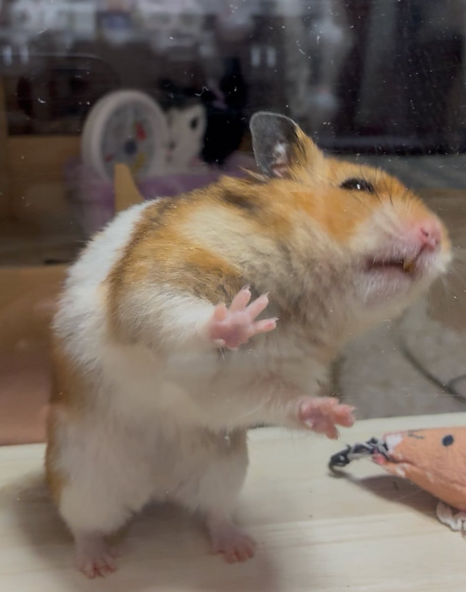 うんちょこちょこちょこぴー４歳