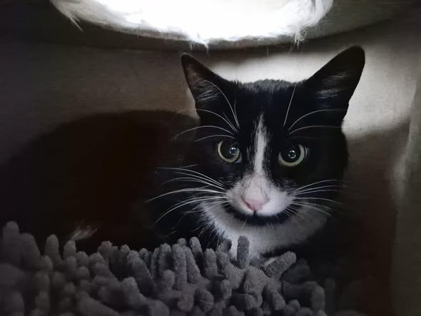 Hohe Str. 48431, Rheine
Katze im Karton ausgesetzt
Kopie Katzenhilfe Rheine
Wie kann man mit einem Lebewesen SO umgehen?
Uns fehlen noch immer die Worte und gleichzeitig sind wir einfach nur wütend und tief erschüttert.
Eine junge Katze, gerade einmal ca. 1–1,5 Jahre alt, wurde