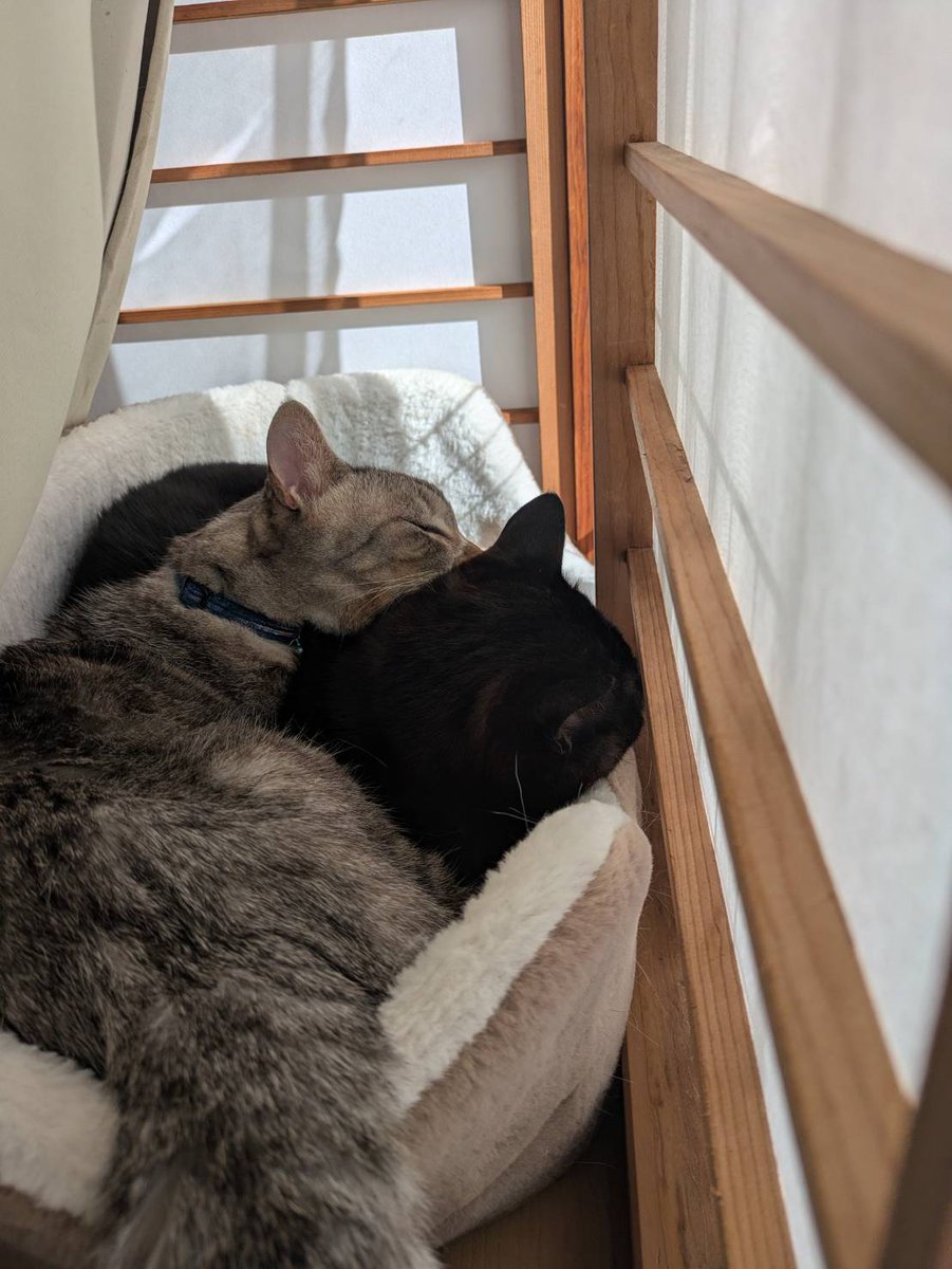 帰って寝ておきたらもう寝る時間だ
眠れそうだから睡眠優先で早朝バイト前に余裕あれば配信しようかな…
姉からの実家猫補給に癒されている
おやすみ～