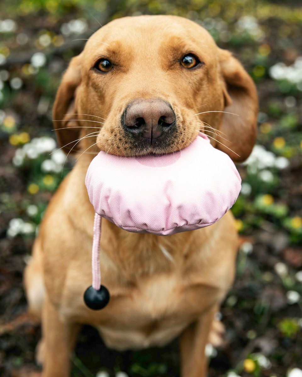 Keeping Abreast tweet media