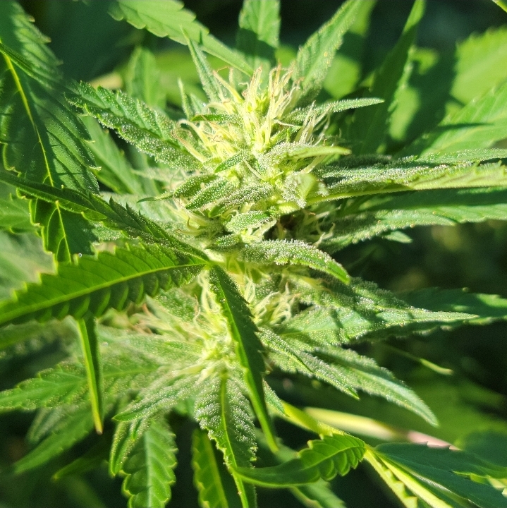 Twistedtreeauto's tweet image. Good morning, cultivators!  Let's turn this Monday into a masterpiece with our elite cannabis seeds. Plant the seeds of success, what strain are you eyeing? #GrowStrong #MondayVibes