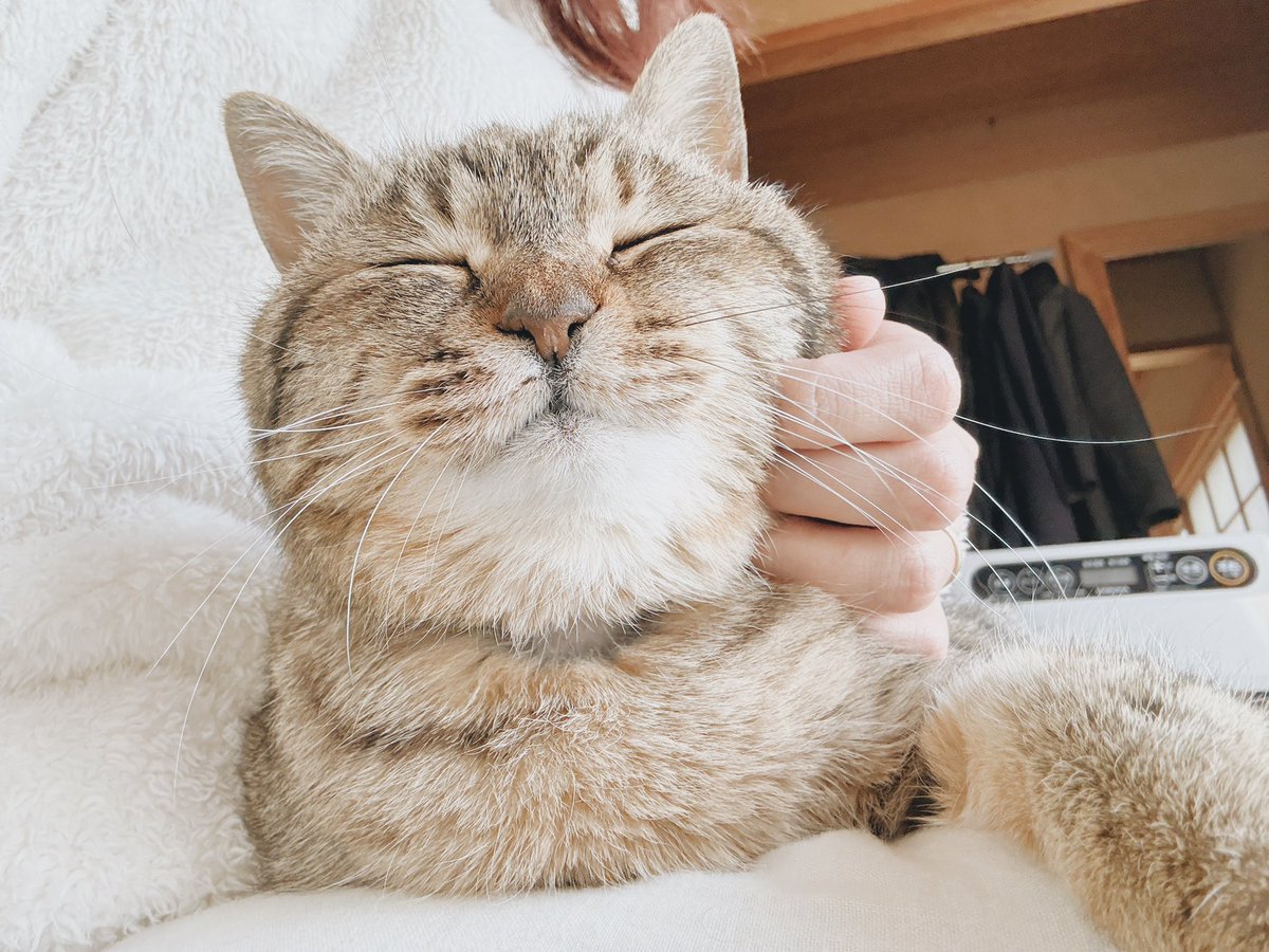 今朝のまるぴ、怒ってムッとしてたけど、撫でていると、こんな顔に。かわいすぎるのよ〜。