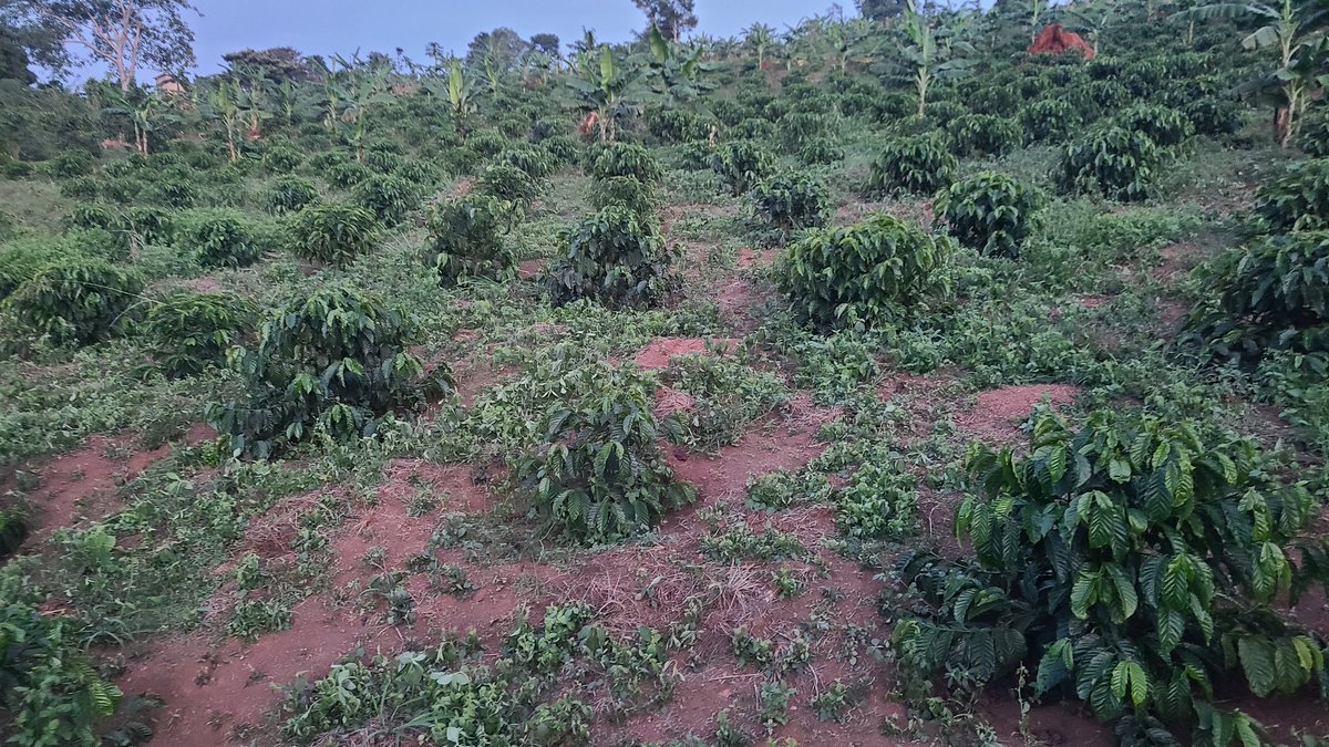 I started with 7acres but I almost ran mad till today am still dying alone🤣🤣 weeds are 25hrs in my throat due to the limited finances to manage the whole area🥲, the worst part I ordered KR and the fool delivered Old Clon Of D which pushed my earnings further 😬 prayers for me