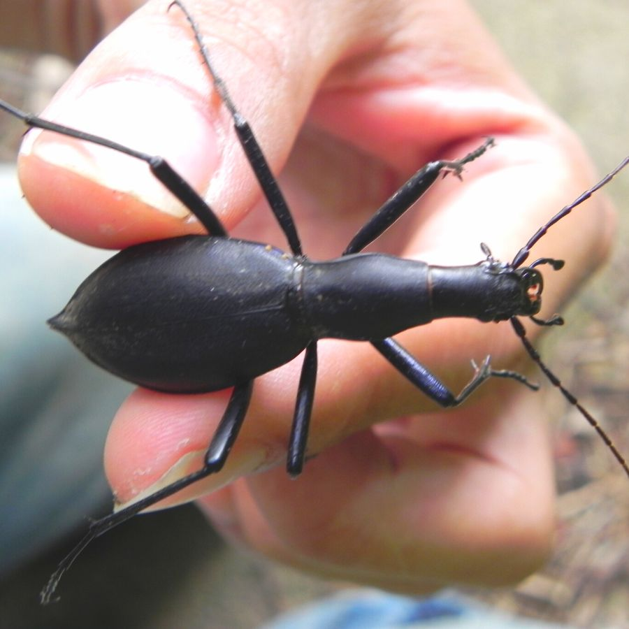 Carabid beetles love eating snails. Some, like Carabus blaptoides