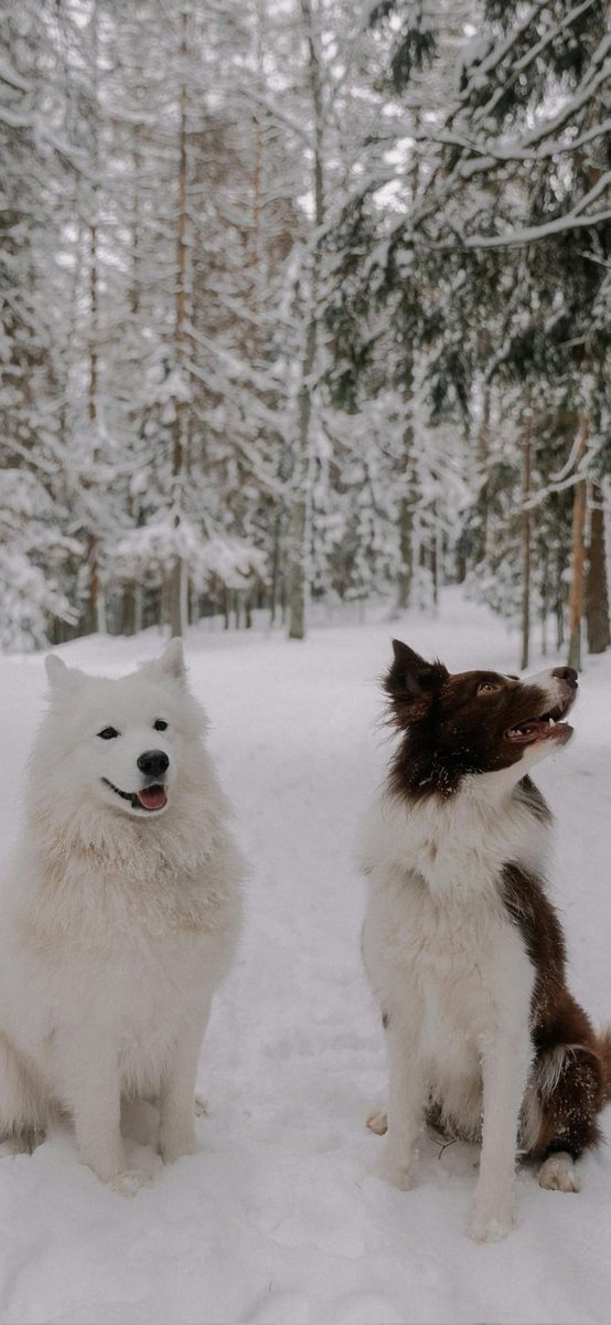 César Hernando Castellanos Orozco tweet media