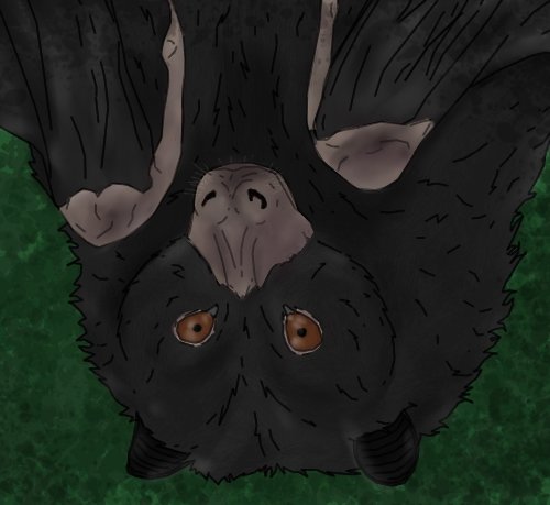 BiancaT77187109's tweet image. Just a drawing I made of a flying fox.

#flyingfox #drawingart