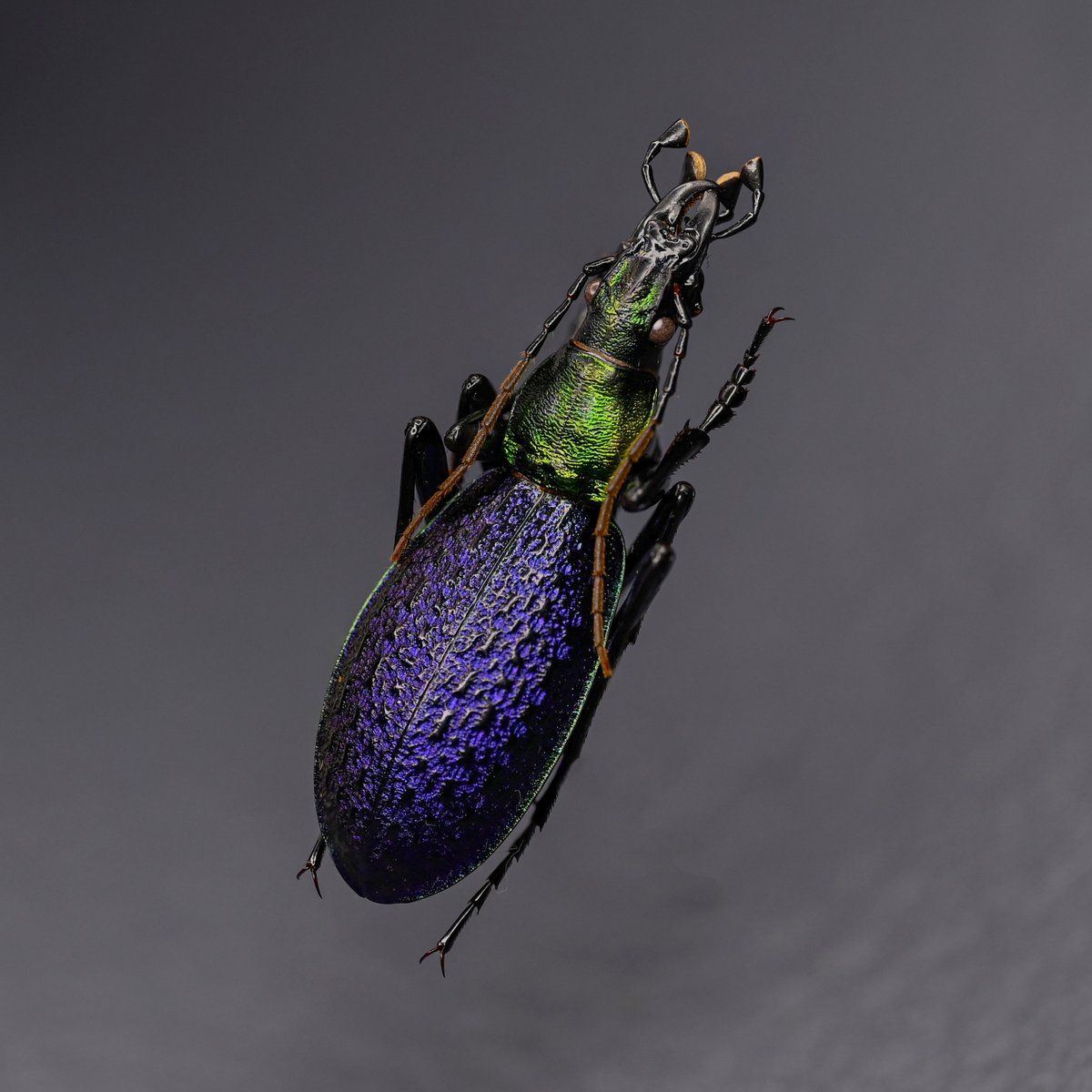 BUGS-DESIGN tweet media