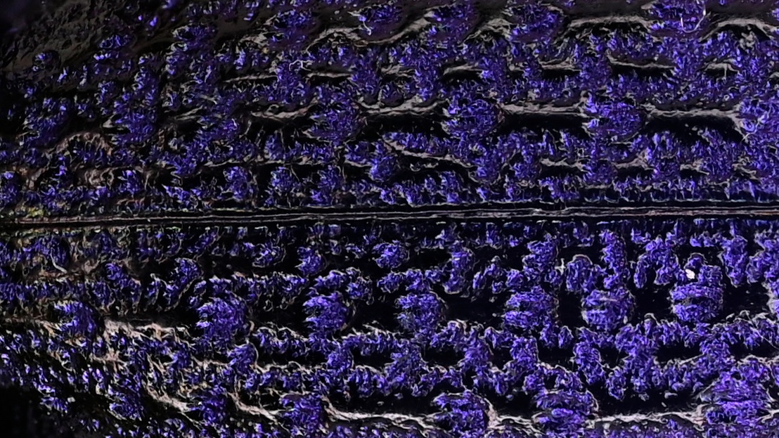 BUGS-DESIGN tweet media