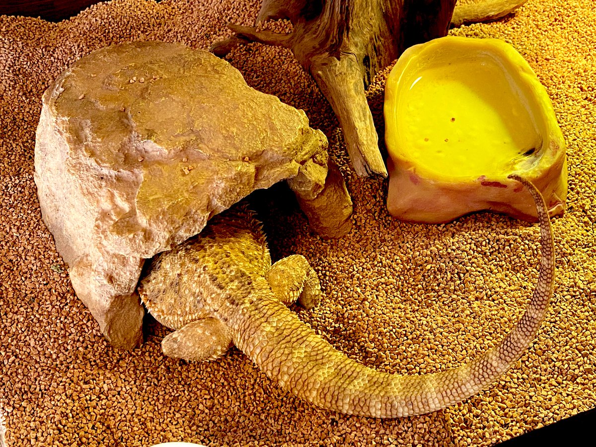 穴に潜るフトアゴちゃんです☺️