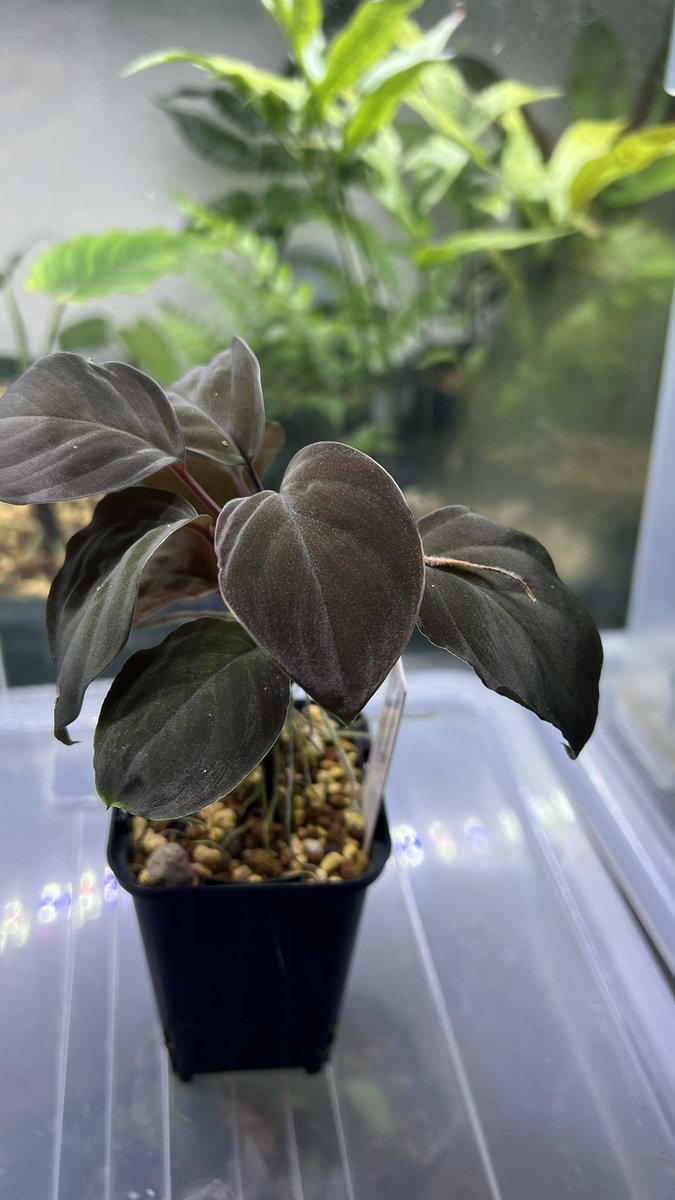 Toadrium's tweet image. Tea Time Loksado
ホマたちの調子が最高潮だよ。まーじ綺麗。