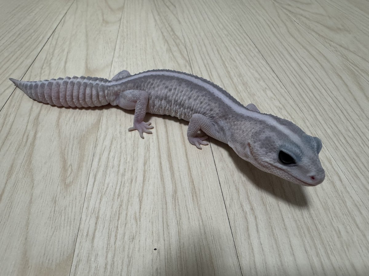 ニシアフご飯✨
#ニシアフリカトカゲモドキ
#ホワイトアウトオレオ
#スノー
#パープルヘイズ