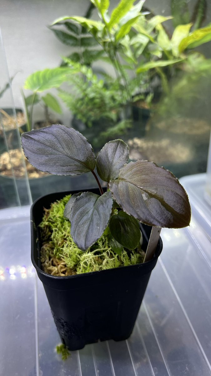 Toadrium's tweet image. 某便のホマ