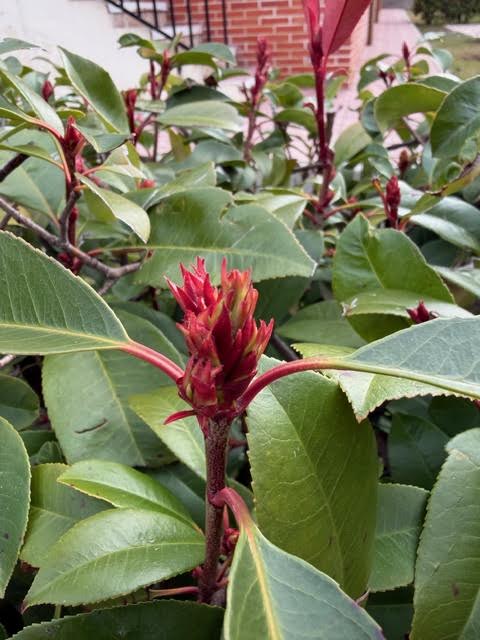 Isabel Ordaz tweet media