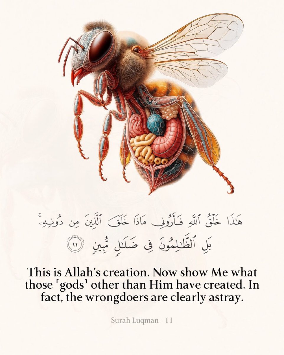 Le cœur d’une abeille, ses ailes, son ventre… chaque détail est conçu.

Seul Allah pouvait créer une telle merveille. SubhanAllah ❤️