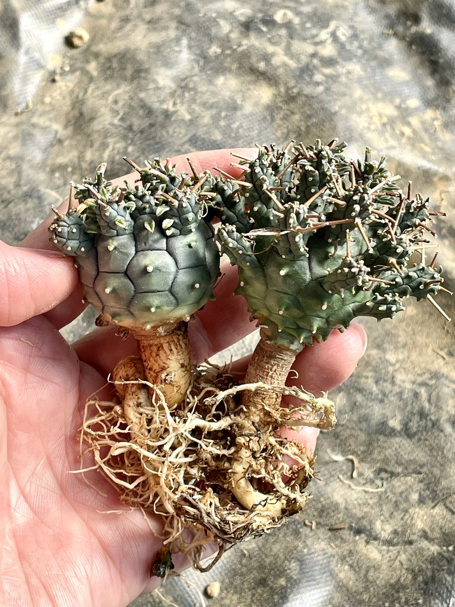 新月@多肉植物もっちーず tweet media