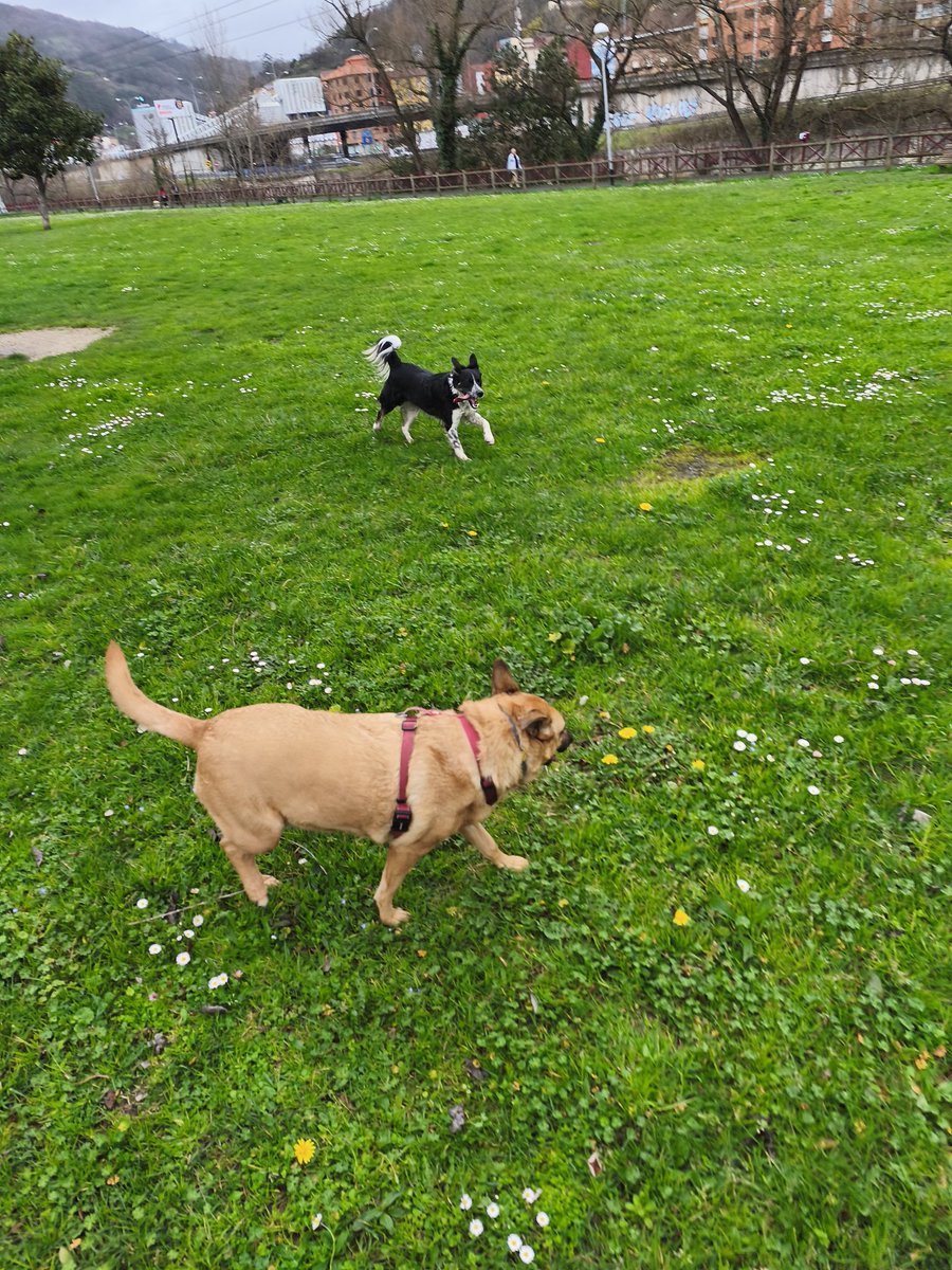 De paseo con las Vaquitas.