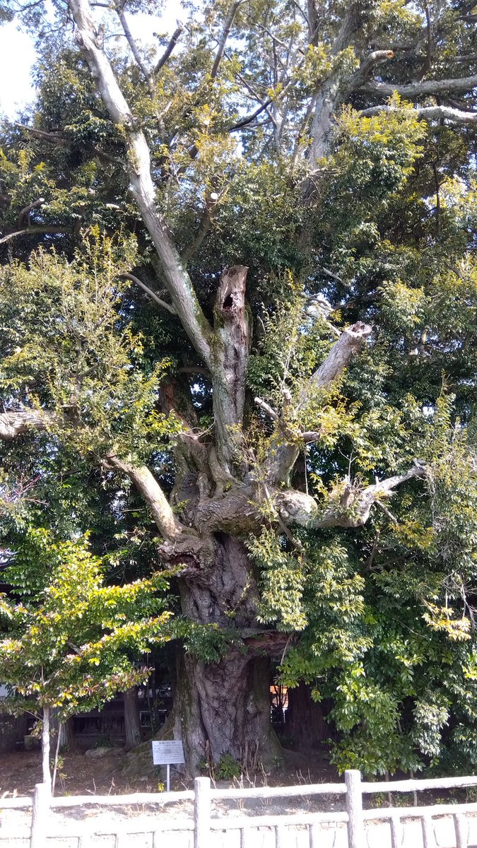 水口神社のシイ